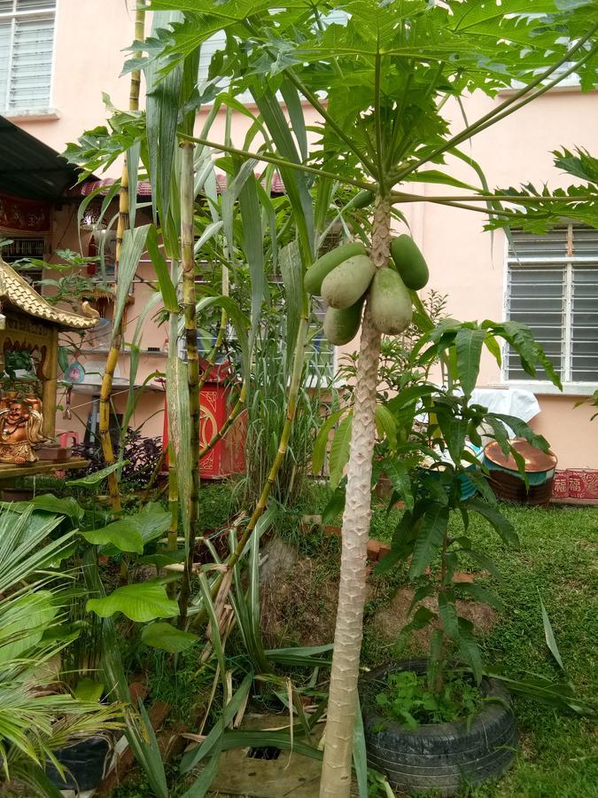 Genting Bukit Tinggi Homestay Eksteriør billede